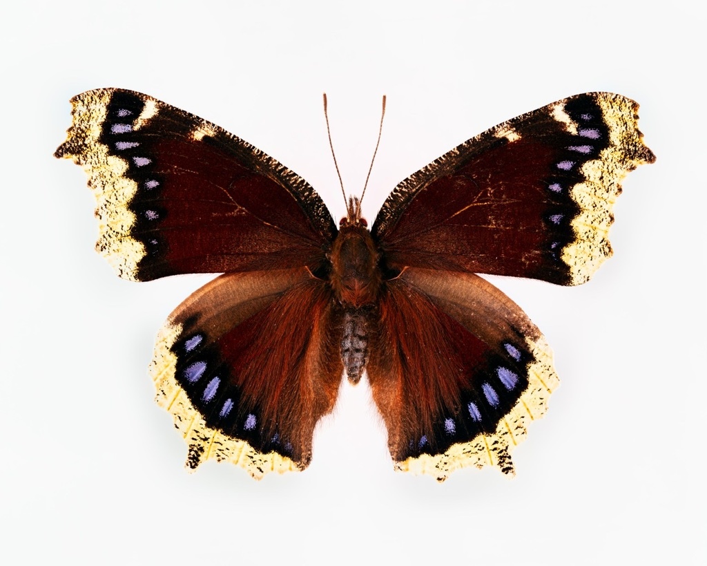 mourning-cloak-from-16-w-meadow-dr-ithaca-ny-14850-usa-on-july-1
