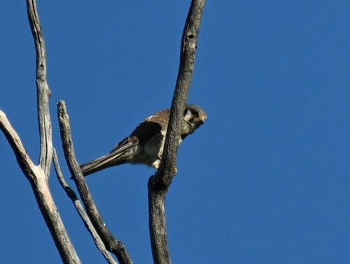American Kestrel observed by anteaterk