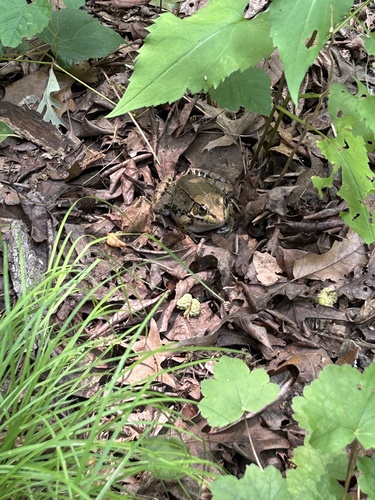 Green Frog observed by blueheron64