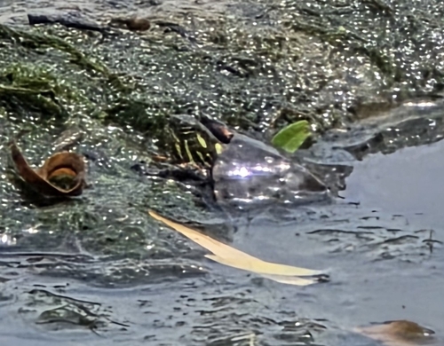 Midland Painted Turtle observed by tmate1