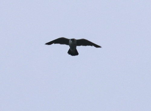 Peregrine Falcon