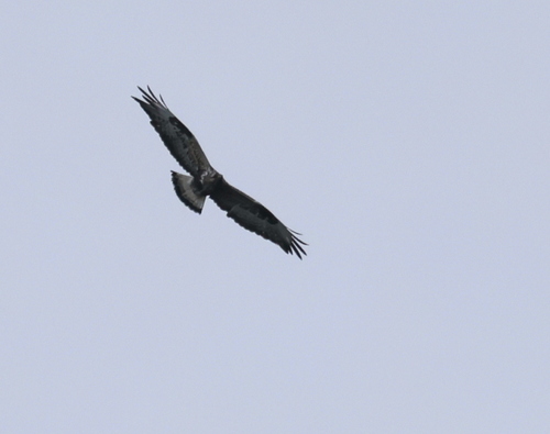 Rough-legged Hawk