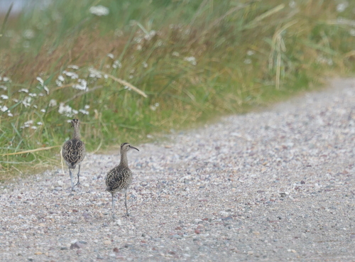 Eurasian Whimbrel