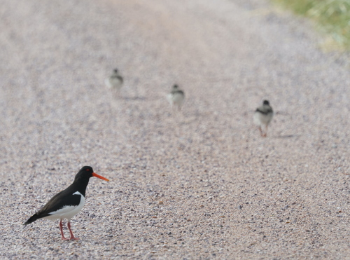 Eurasian Oystercatcher