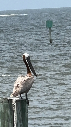 Brown Pelican observed by becky610