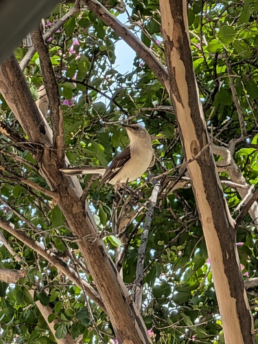 Northern Mockingbird observed by josef200