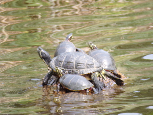 Yellow-bellied Slider observed by joe1091