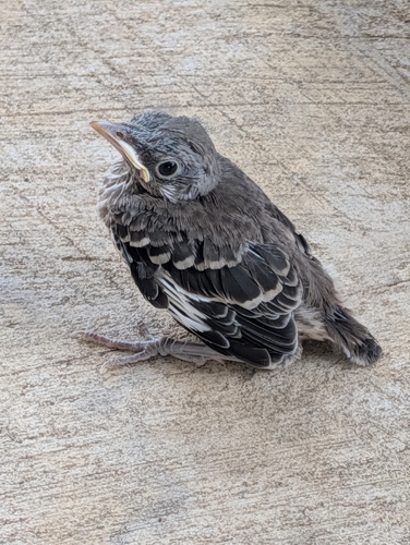 Northern Mockingbird observed by josef200