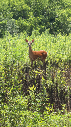 White-tailed Deer observed by appalachianary