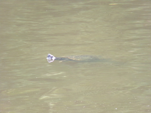 Pond Slider observed by joe1091