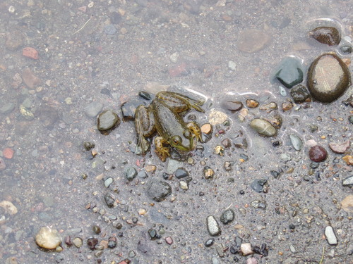 American Bullfrog observed by joe1091
