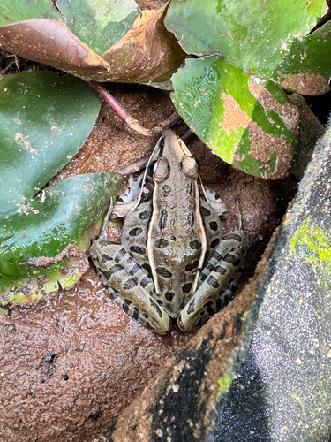 Southern Leopard Frog observed by outdoorputterer