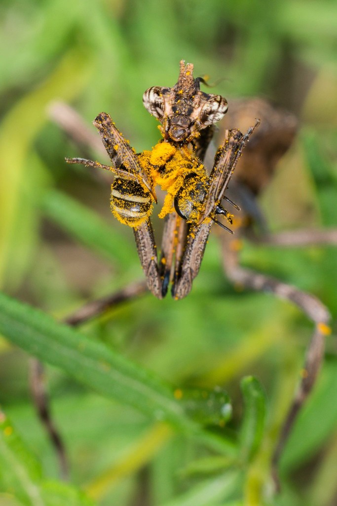 Texas Unicorn Mantis (Pseudovates chlorophaea) · iNaturalist