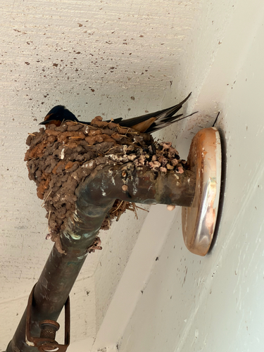 Barn Swallow observed by sdacosta