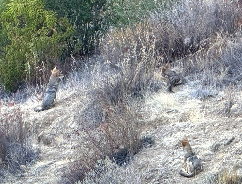 Coyote observed by waldeinsamkeit