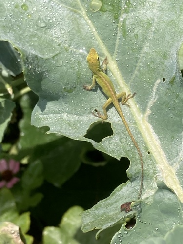 Green Anole observed by cary2