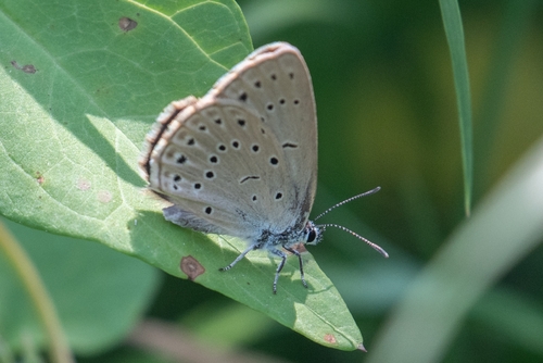 Scarce Large Blue