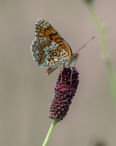 Knapweed Fritillary