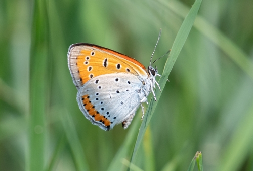 Large Copper