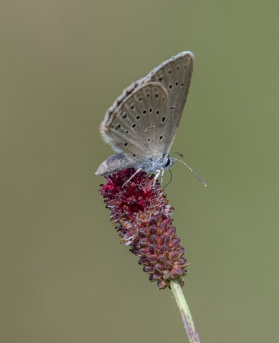 Scarce Large Blue
