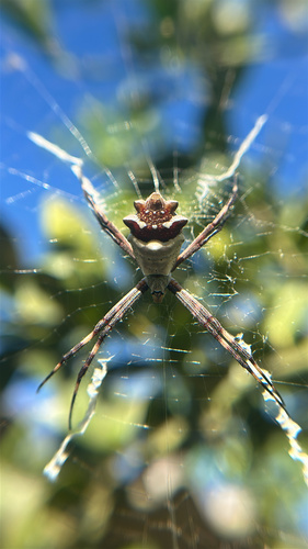 Silver Garden Orbweaver