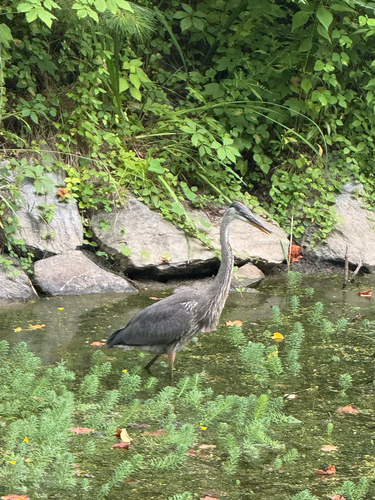 Great Blue Heron observed by raqmir