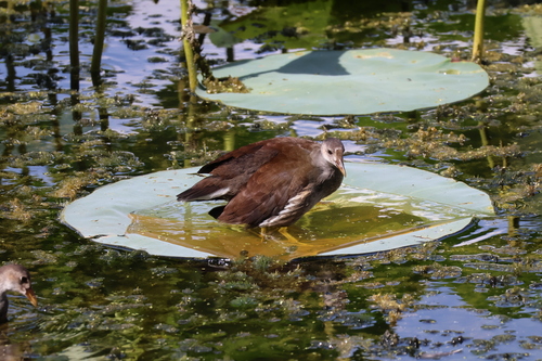 Common Gallinule observed by wendythependy