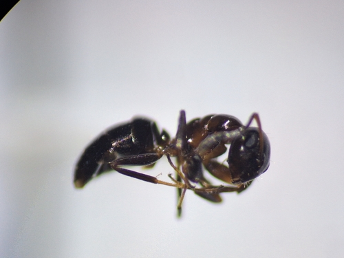 European Gate-keeper Ant