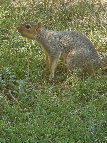 Eastern Fox Squirrel observed by falconheart