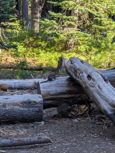 Cascade Golden-mantled Ground Squirrel observed by suzannak