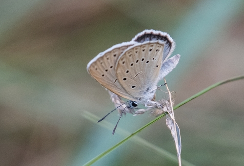 Scarce Large Blue