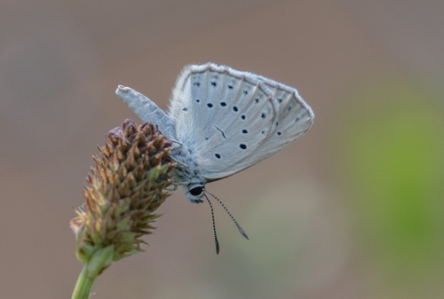 Scarce Large Blue