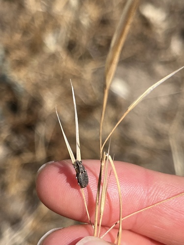 iNaturalist observation photo of Sitona californius