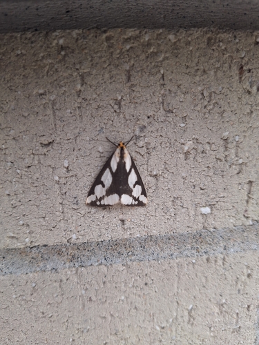 Leconte's Haploa Moth