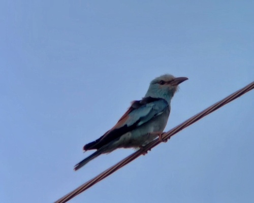 European Roller