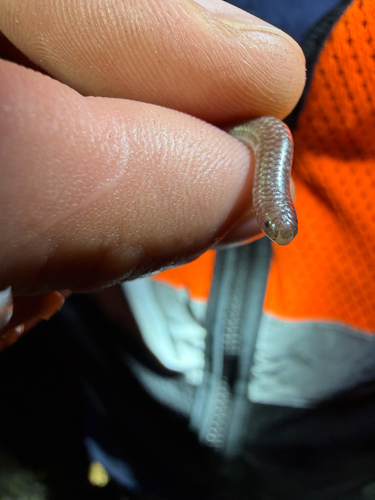 Trans-Pecos Blindsnake