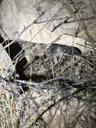 Cactus Deermouse
