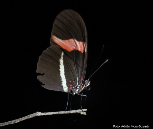 Red Postman (Heliconius erato)