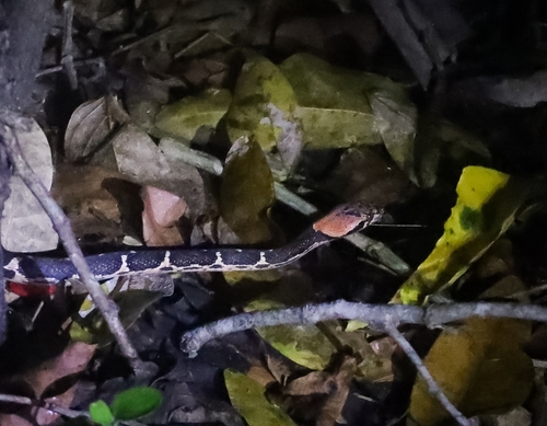 Uribe's Cat-eyed Snake (Leptodeira uribei)