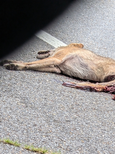 Coyote observed by danielleparrott