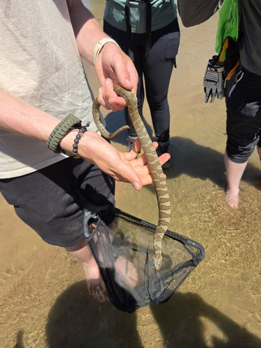 Northern Watersnake observed by maxwell_soell
