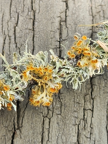 Golden-eye Lichen