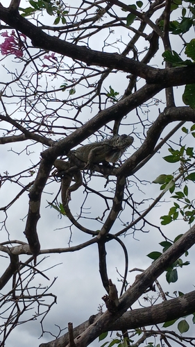 Green Iguana