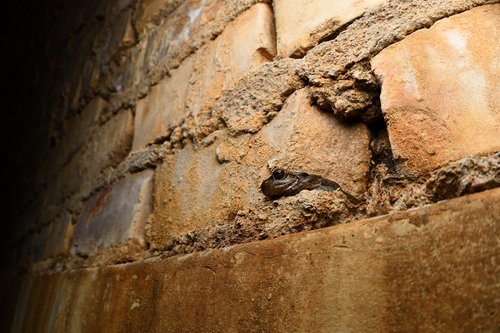 Sardinian Tree Frog