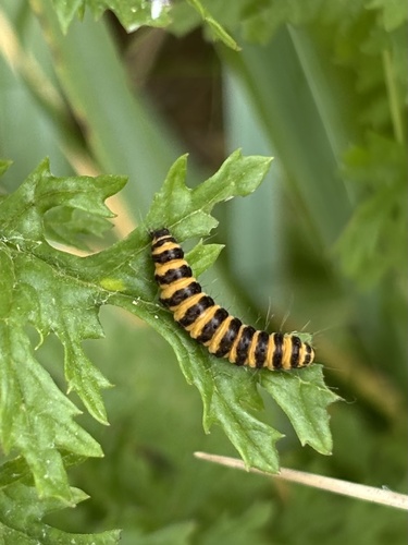 Cinnabar moth