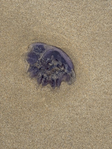 Blue Jelly