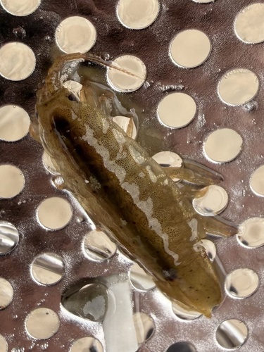 Baltic Isopod