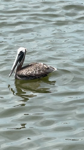 Brown Pelican observed by becky610