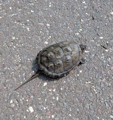 Common Snapping Turtle observed by erin_etc