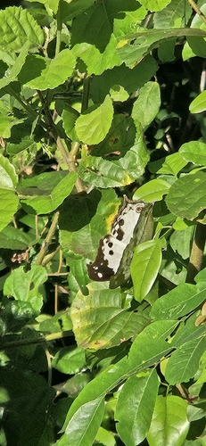 Eastern Clouded Mother-of-Pearl